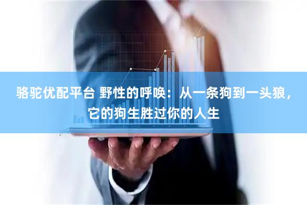 骆驼优配平台 野性的呼唤：从一条狗到一头狼，它的狗生胜过你的人生